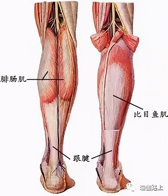 拉伸瑜伽清肠塑形有效摆脱萝卜腿,小腿拉伸图解萝卜腿