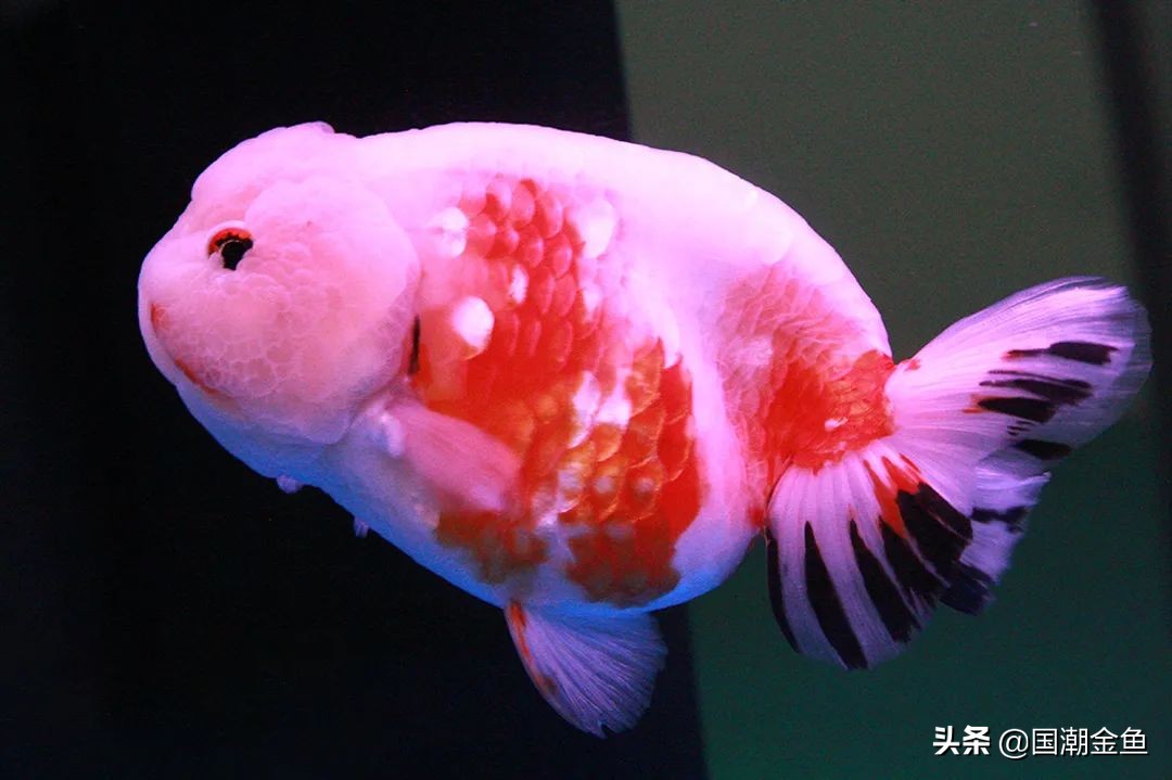 百年非遗福州观赏金鱼培育技艺,国粹传统金鱼