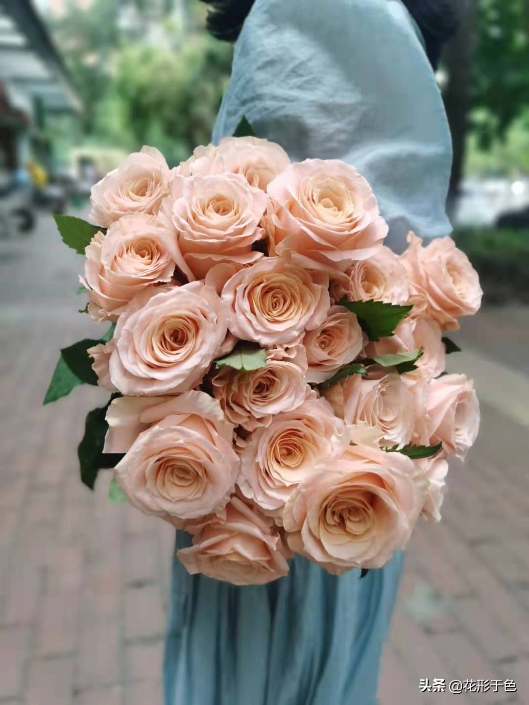 一分钟带你了解玫瑰,玫瑰花品鉴介绍