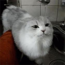 怎么纠正猫咪去厕所喝水,铲屎官发现猫咪尿不出来怎么办