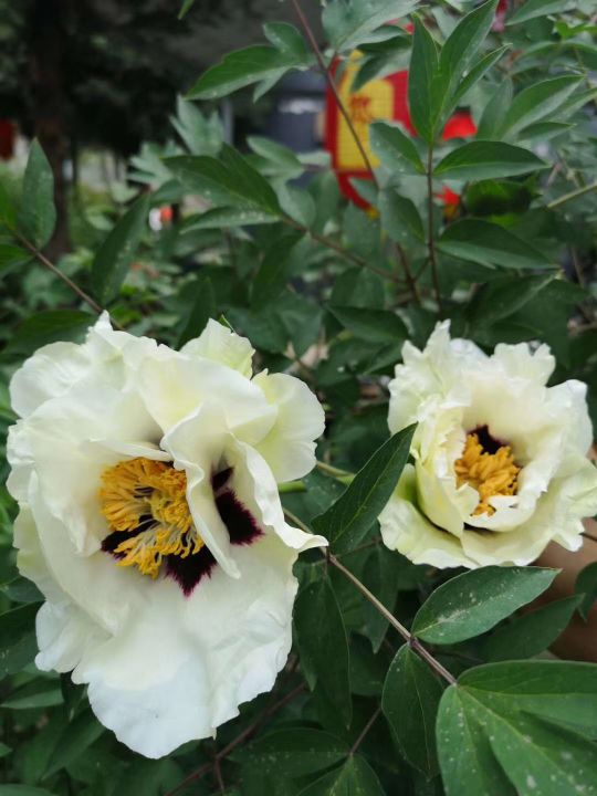 和平牡丹映新城