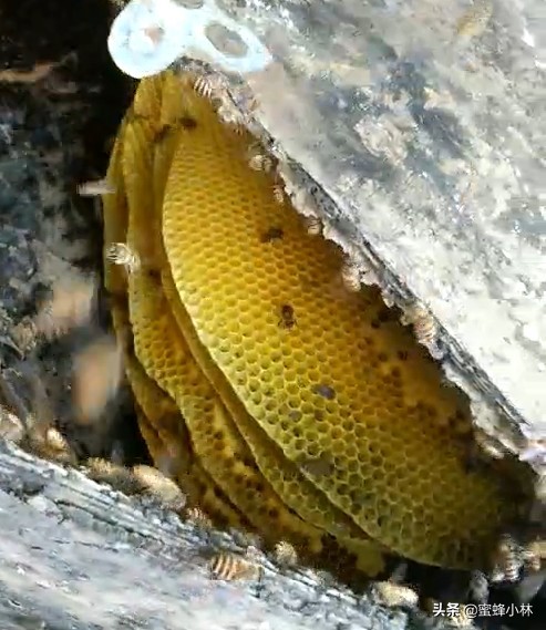 网上卖的诱蜂水很香,蜂蜡和诱蜂水哪个好用
