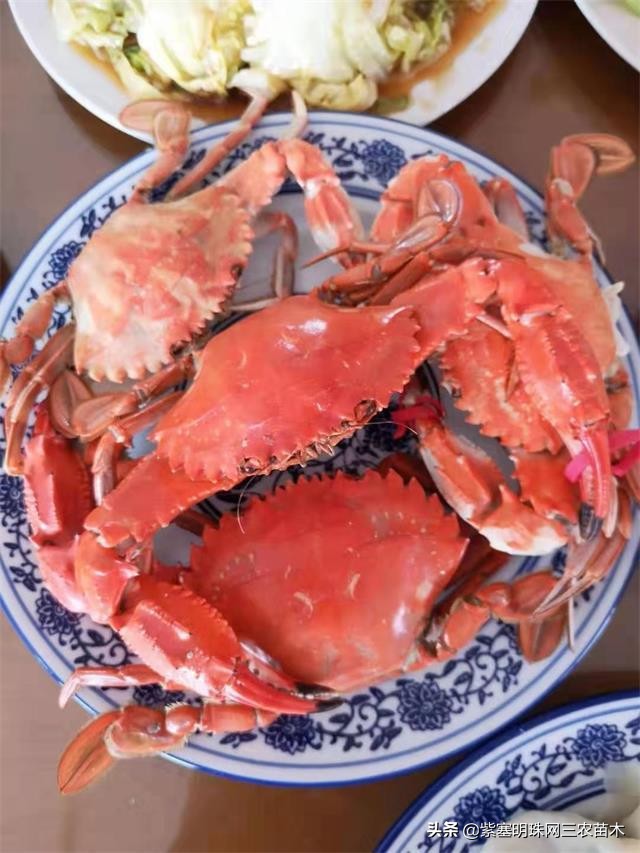 爱上一座城爱上一个人短视频,长岛大壮渔家民宿团购