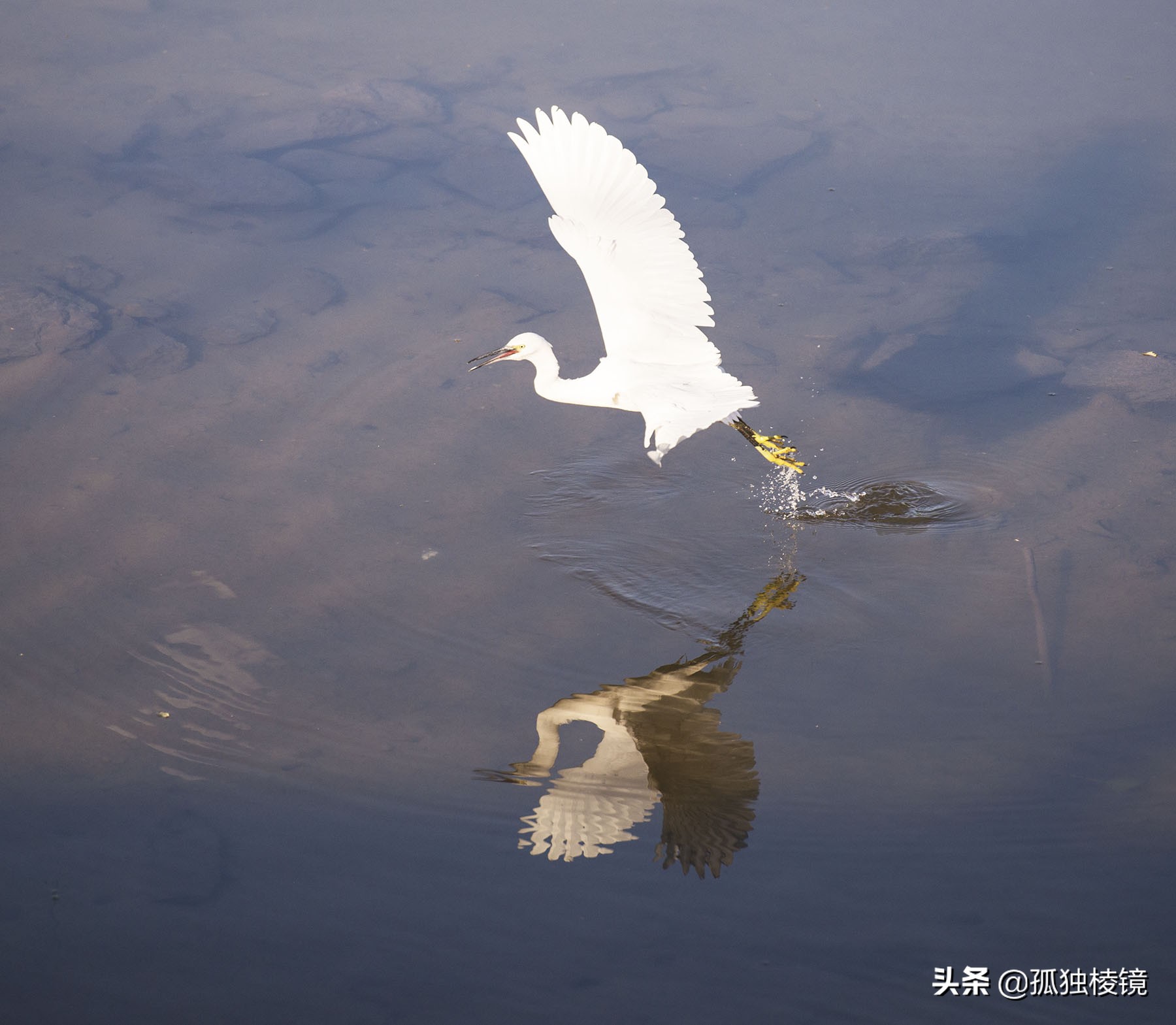 白鹭拍摄测光曝光技巧,白鹭的拍照技术