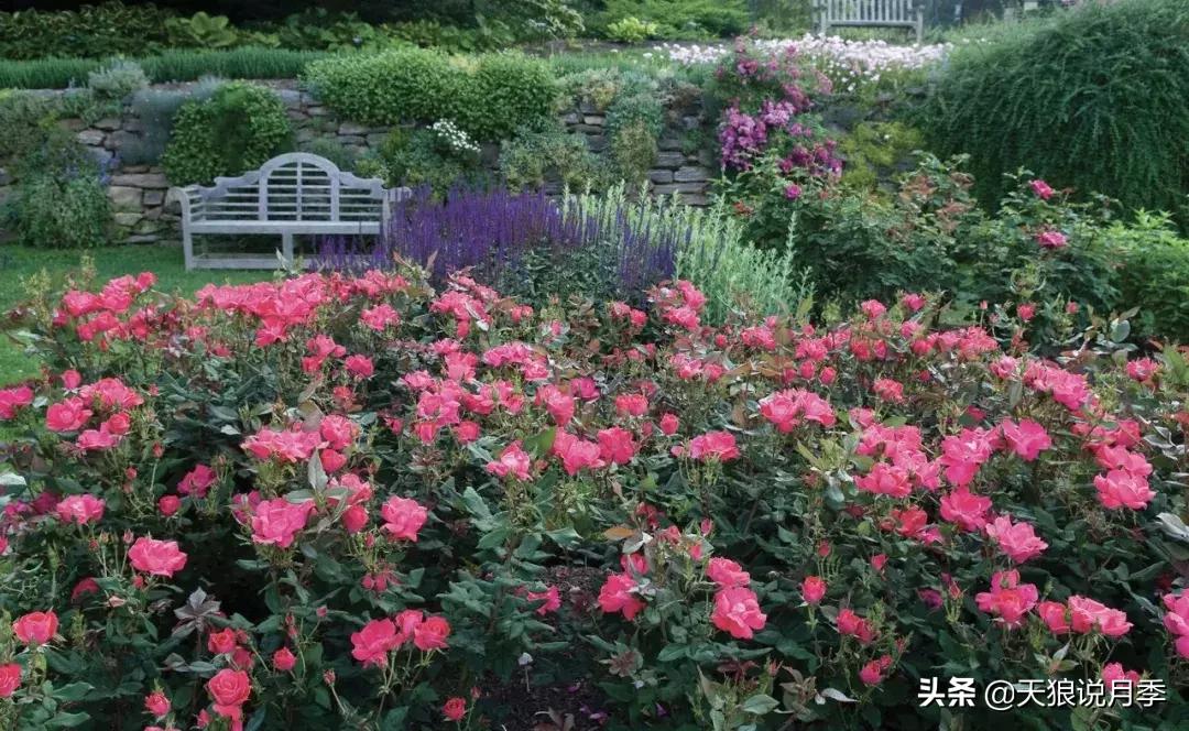 抗病性好的月季推荐,哪些月季品种抗病强
