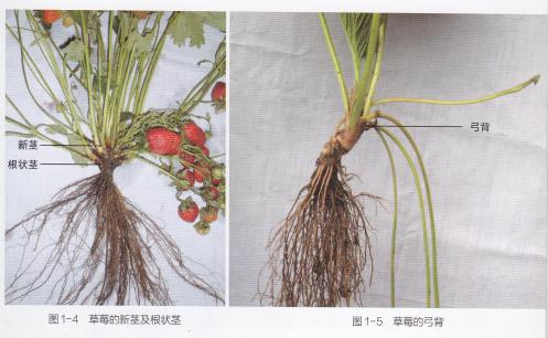 高产的高架草莓无土栽培技术,有机草莓的大棚种植与管理技术