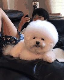 比熊这朵棉花糖，圆圆白白胖胖，是我的初恋情狗没错了
