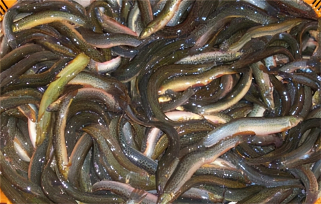 泥鳅打窝为什么钓不到,泥鳅打窝钓鱼的正确方法和技巧