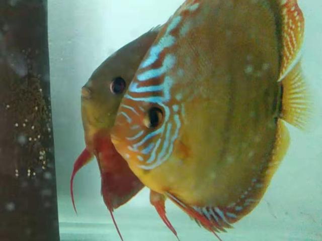 观赏鱼的体色忽明忽暗，这是主人饲养的问题还是别的原因？