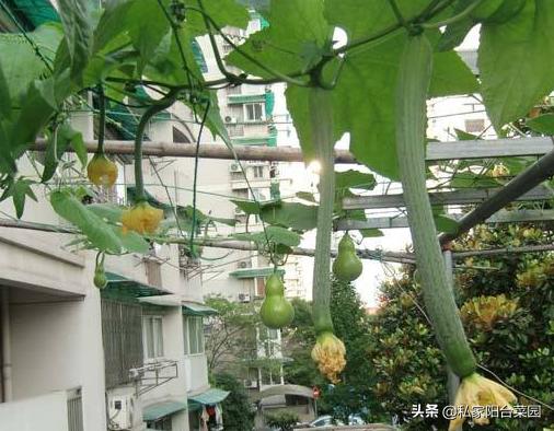 阳台播种蔬菜种子方法,阳台种植蔬菜种子哪种好