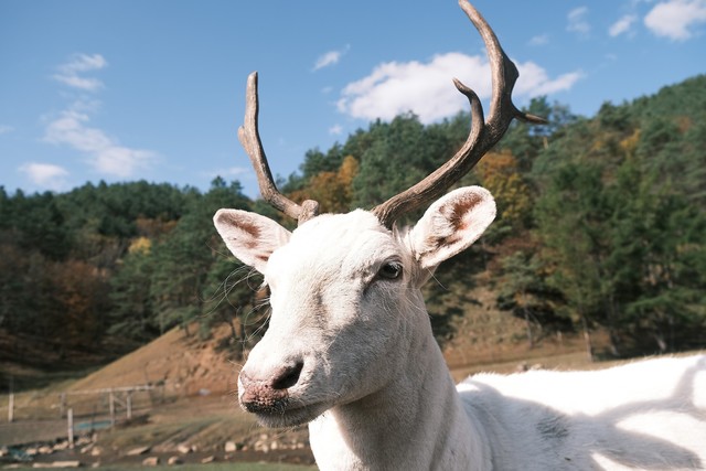 富士小巧轻便,富士轻便的相机