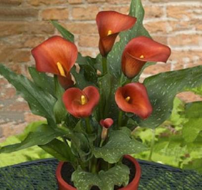 马蹄莲盆栽的养殖方法和注意事项,马蹄莲休眠春天什么时候发新芽