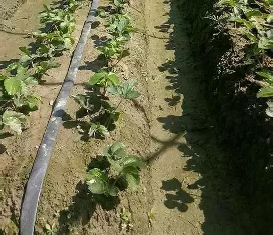 草莓开花没有新叶是什么原因,草莓新叶发黄边缘发红是什么原因