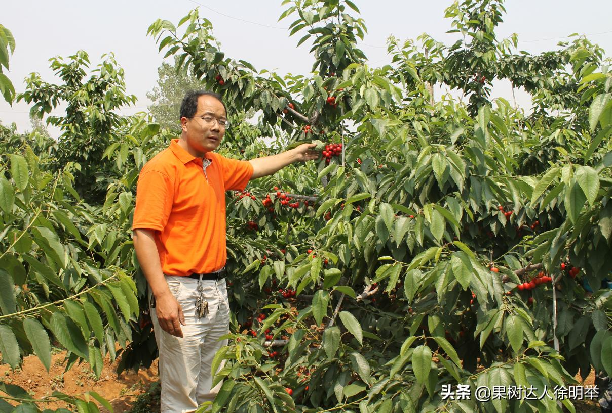 大樱桃种植技术与管理方法,大樱桃标准化