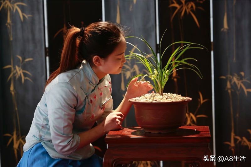 每日一品七律,每日一品茶叶