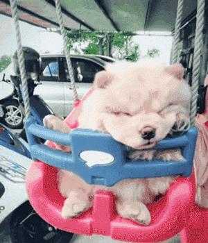 松狮缺点,养松狮的十大痛苦