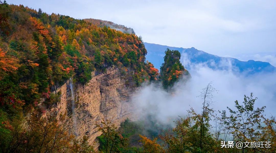 周末来一场与银杏的邂逅,周末与阳光撞个满怀