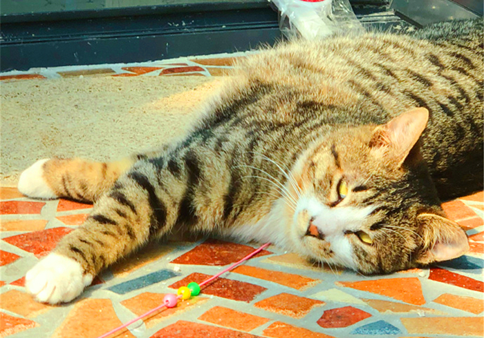 肺部结节跟猫咪有关系吗,辟谣得了肺结节