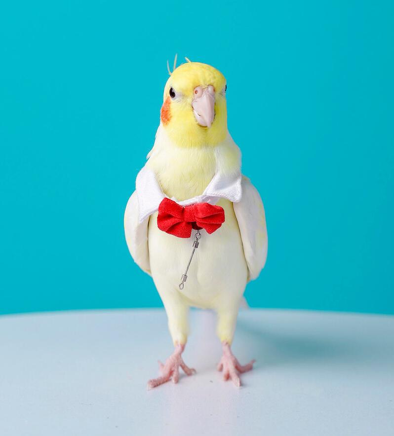 玄凤鹦鹉在国内有多少只,玄凤鹦鹉有多少个品种