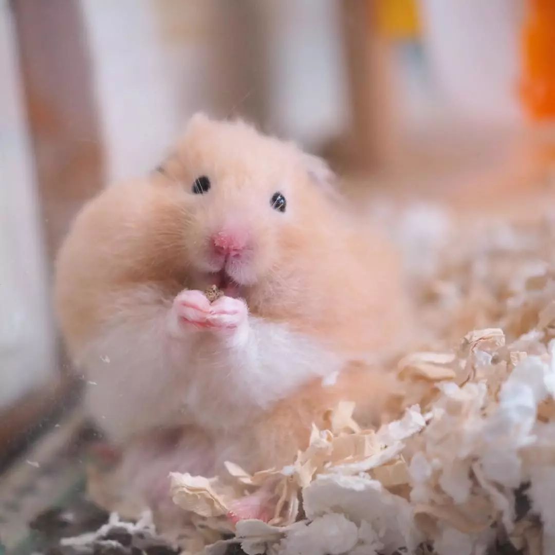 仓鼠为什么会咬自己的同伴,仓鼠突然暴躁咬主人