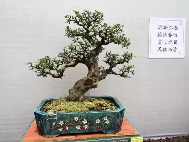 造型极美的盆景一起来欣赏,一组风吹出来的盆景欣赏动感十足