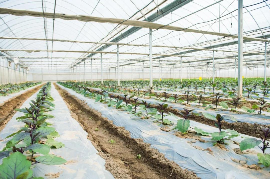 移栽完蔫了正常不,移栽后部分苗子长得慢为什么