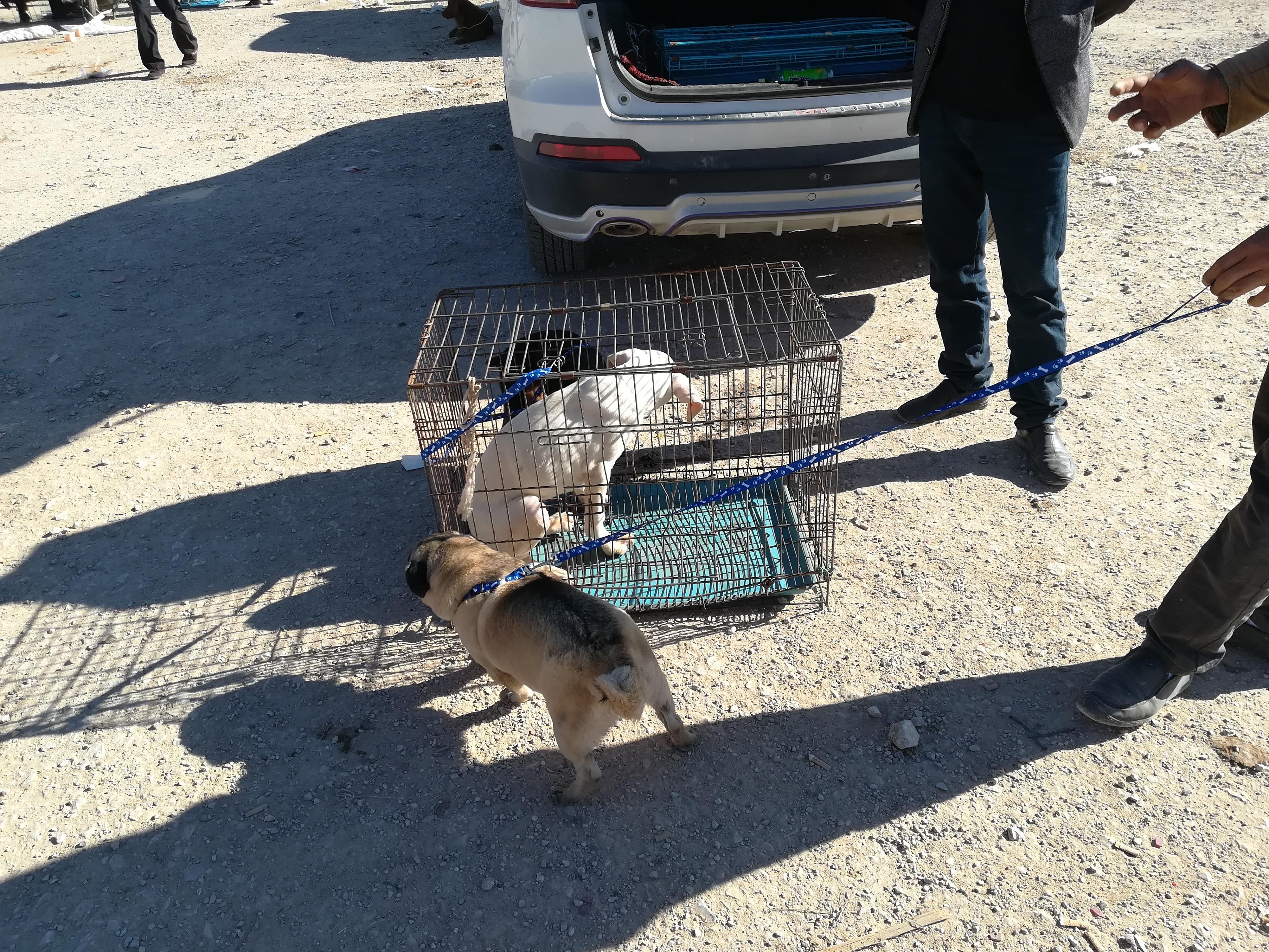 一岁巴哥狗多少钱,商贩出售巴哥犬