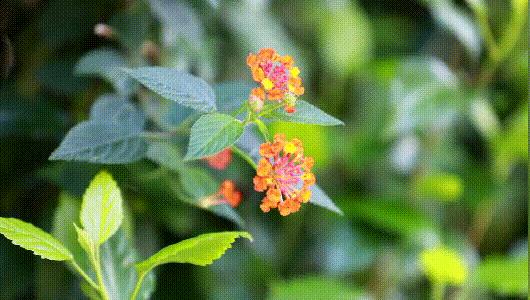 福建春季游玩好去处推荐,我闻到了春天的气息200字