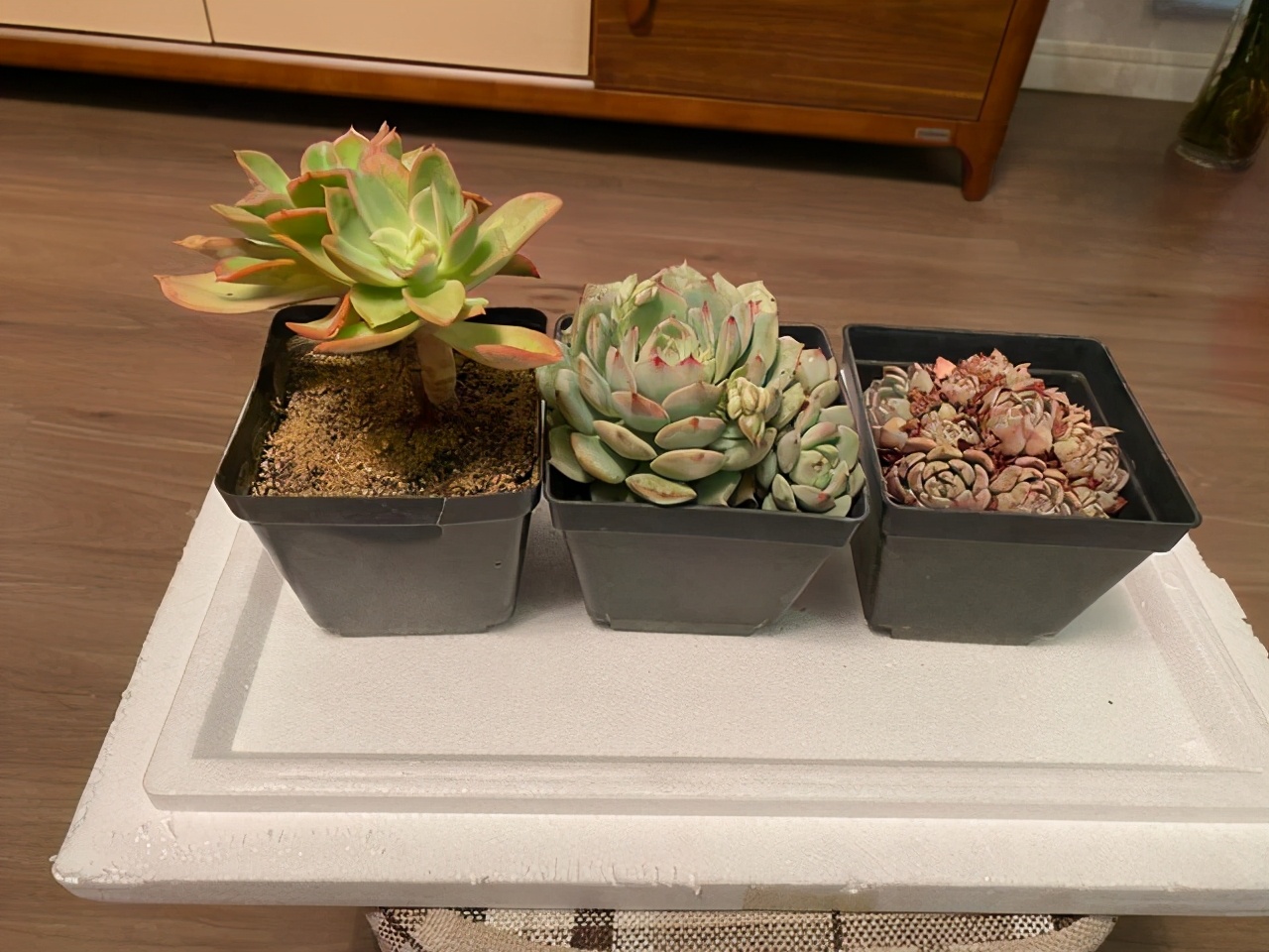 多肉黑方盆选什么颜色,养多肉小苗用啥盆好看