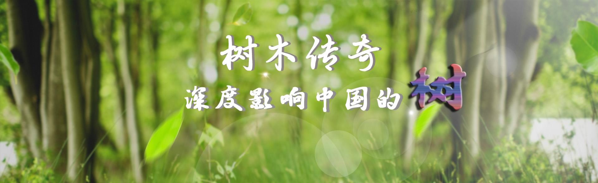 【树木传奇】你有的不只是铜枝铁干——橡树