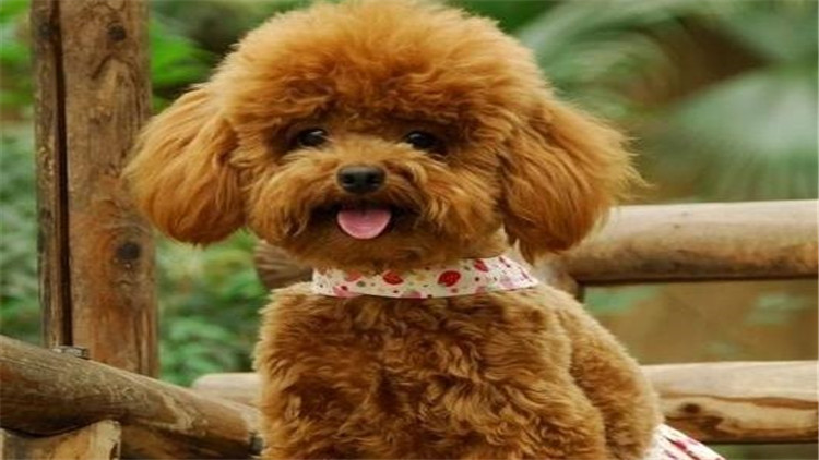 盘点不同品种的狗狗个性特点,狗狗的种类科普