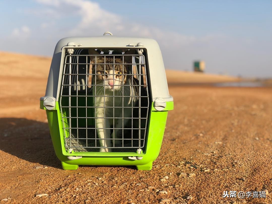 铲屎官出门后猫咪都在想什么呢,铲屎官准备外出