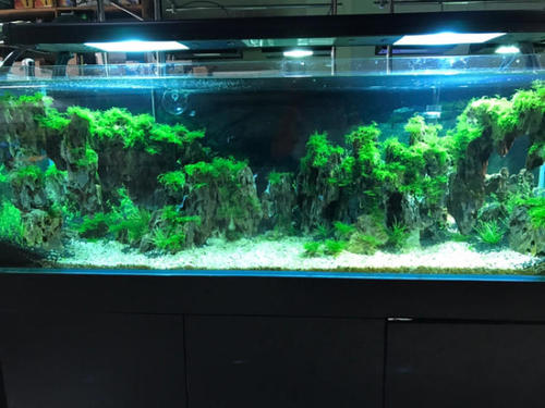 裸缸水质浑浊如何打造空气缸,鱼缸开缸水质怎么改善