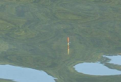 鲤鱼脱钩了还会进窝吗,鲤鱼脱钩的解决方法