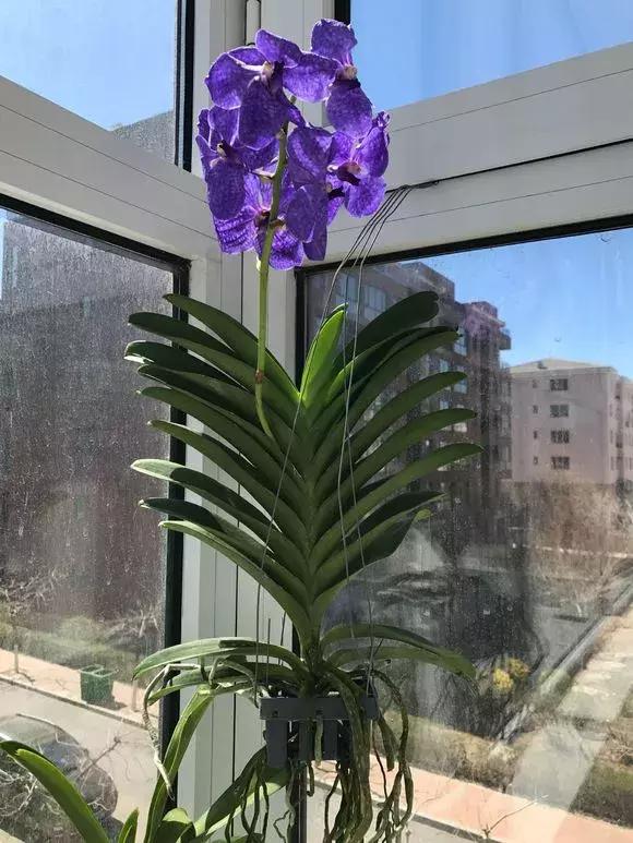 开花时间最长最香最好养的兰花,一年四季开花的兰花有几种