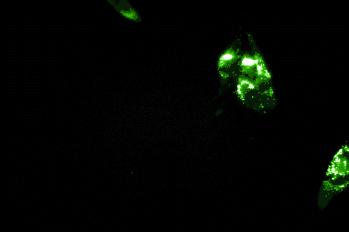 防霾口罩有用吗,石墨烯防霾抗菌口罩