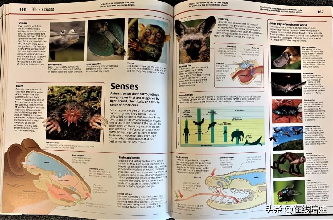 dk知识大百科全套,dk知识大百科书金银版