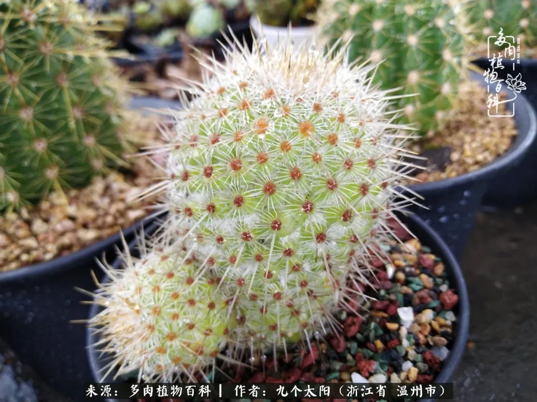 景天、球和龙舌兰，只要是多肉，都喜爱