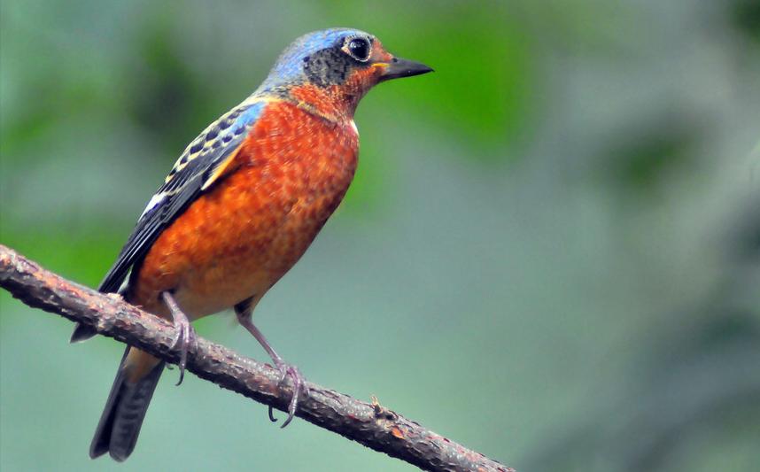 东江揽胜,惠州淡水常见鸟类图谱