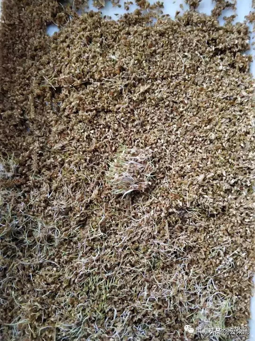 防除稗草,抗性稗草与普通稗草区别