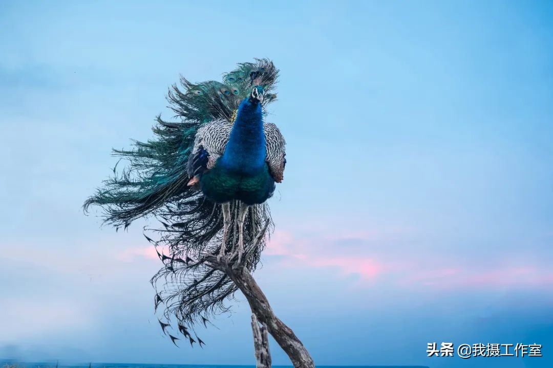 第16届国际摄影艺术展获奖作品,第29届全国摄影艺术展览作品集