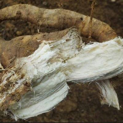 葛根野生中草药图谱大全,葛根野生图片