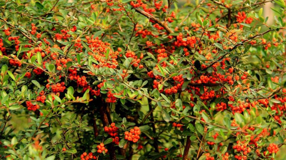 刚挖的火棘种植方法,火棘果实可以种植吗