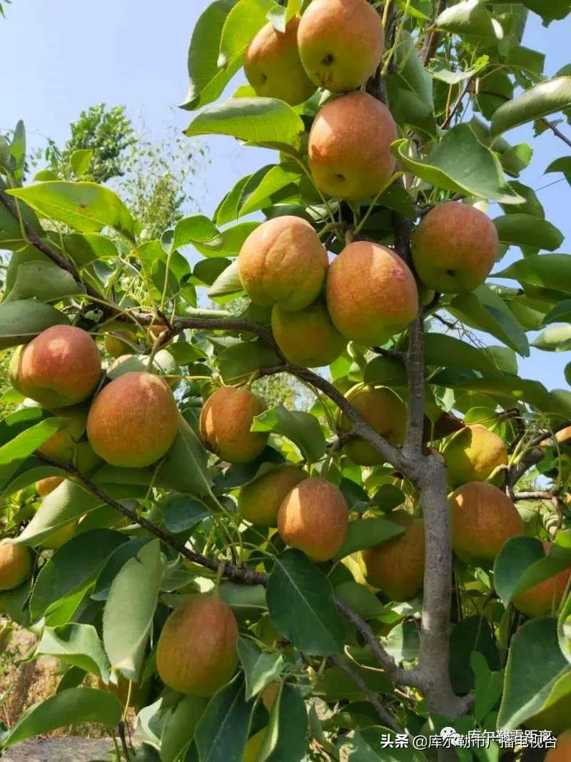 库尔勒市多措并举全力做好香梨购销工作