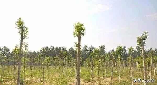 培育“原冠苗”还是“截干苗”，该如何选择？