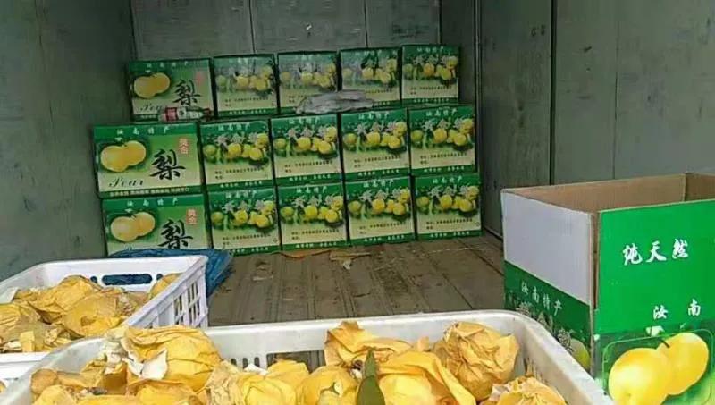 汝南县板店乡魏岭村黄金梨,汝南县板店乡魏岭黄金梨