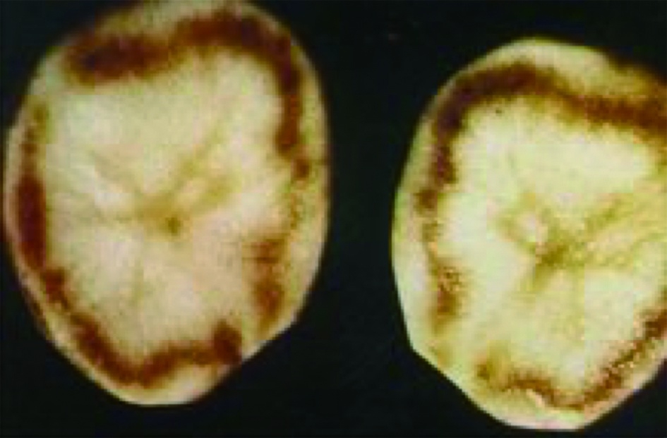 马铃薯种植面临的问题和风险,马铃薯低温种植危害
