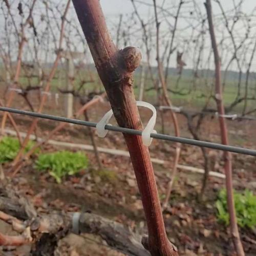 葡萄果小不饱满？春季这样抹芽定梢、绑蔓掐须、施肥水！产量不愁