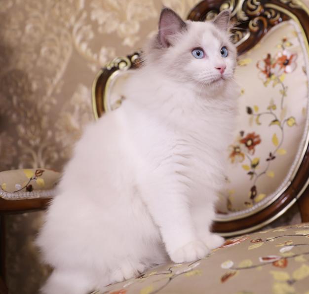 这5种猫不仅忠诚还好养,很可怕的5种猫不建议饲养