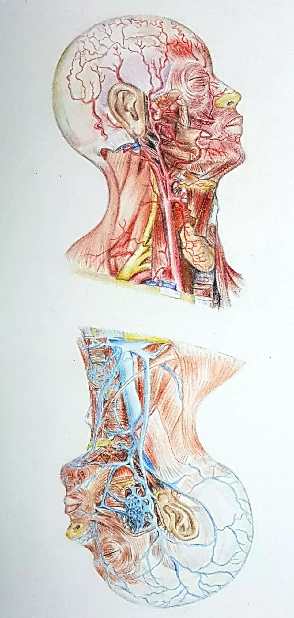 兰大医学生手绘解剖图,南方医科大学学生手绘解剖图